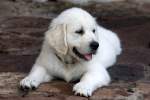 Golden Retriever Welpe - ...  Kurt Greul 02.01.2010