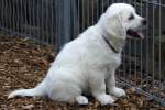 Golden Retriever Welpe - ...  Kurt Greul 02.01.2010