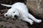 Golden Retriever Welpe - ...  Kurt Greul 02.01.2010