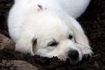 Golden Retriever Welpe - ...  Kurt Greul 02.01.2010
