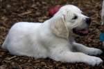 Golden Retriever Welpe - ...  Kurt Greul 02.01.2010