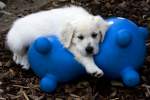 Golden Retriever Welpe - ...  Kurt Greul 02.01.2010
