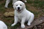Golden Retriever Welpe - ...  Kurt Greul 02.01.2010