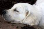 Golden Retriever Welpe - ...  Kurt Greul 02.01.2010