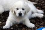 Golden Retriever Welpe - ...  Kurt Greul 02.01.2010