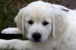 Golden Retriever Welpe - ...  Kurt Greul 02.01.2010