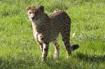Gepard, 07.10.2007 Salzburg  ...  Kurt Greul 03.01.2010