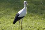 Wei�-Storch, 07.10.2007 Salzburg  ...  Kurt Greul 03.01.2010