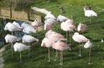 Flamingos, 07.10.2007 Salzburg   ...