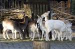 Damhirsch, 08.01.2008 M�nchen   ...