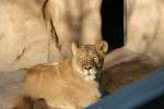 L�win Layla am 7.12.2009 im Zoo Dresden. 
  ...