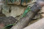 Eine Cochinchina-Wasseragame (Physignathus cocincinus) am 7.12.2009 im Zoo Dresden.  ...