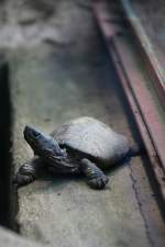 Schwarzbauch-Erdschildkr�te (Melanochelys trijuga), eine ...  Gilbert Angermann 03.01.2010
