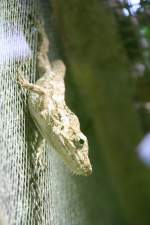 Ein falsches Cham�leon (Anolis Chamaeleolis barbatus) am 7.12.2009 im Zoo ...