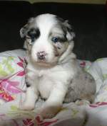 ich bin namid-die kleine ...  Gisela Weinzierl 03.01.2010