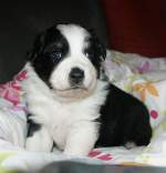 auch ich werd mal ...  Gisela Weinzierl 03.01.2010