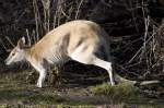 Flink Wallaby, ...  Kurt Greul 04.01.2010