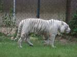Ein weisser Tiger l�uft ...  Dominik Eimers 11.10.2009