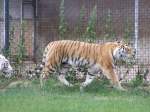 Ein Tiger l�uft im ...  Dominik Eimers 11.10.2009