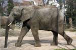 Afrikanischer Elefant, 09.03.2008 Basel ...  Kurt Greul 04.01.2010