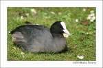 Bl�sshuhn (Fulica atra) - Fotografiert im Kaisergarten Oberhausen  ...