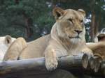 Eine L�win im Safaripark ...  Dominik Eimers 11.10.2009