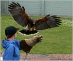 wustenbussarde-parabuteo W�stenbussard - Harris Hawk (Parabuteo unicinctus) - Fotografiert im Burren Birds of Prey Centre, Irland.