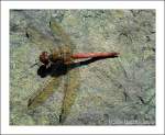segellibellen-libellulidae Heidelibelle (Sympetrum) - Fotografiert im Botanischen Garten Duisburg