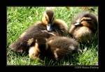 stockente-anas Stockenten-K�ken - Stockenten auch M�rzenten (Anas platyrhynchos) - Fotografiert im Kaisergarten, Oberhausen