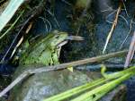 Dieser Frosch ...  Bernd Niendorf 06.01.2010