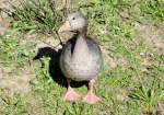 Ente am Elbufer bei Blasewitz taxiert die Touristen - 01.09.2009 ...