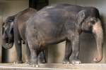 Asiatischer Elefant, ...  Kurt Greul 07.01.2010