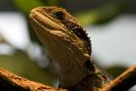 Australische-Wasseragame, 15.04.2008 ...  Kurt Greul 07.01.2010