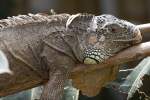 Gr�ner Leguan, ...  Kurt Greul 08.01.2010