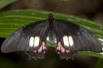 Papilionidae, Eurytides ariarathes, 05.05.2007, Hunawihr,
Frankreich   ...