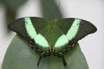 Papilionidae, Papilio buddhas, 24.03.2008, ...  Kurt Greul 09.01.2010