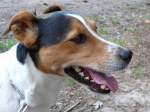 Jack-Russel-R�de, Chaot!   ...
