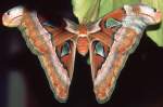 Saturniidae, Atlasspinner, ...  Kurt Greul 10.01.2010