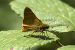 Hesperiidae, Rostfarbiger ...  Kurt Greul 10.01.2010