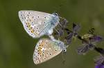 Lycaebidae,_Hauhechel Bl�uling, ...  Kurt Greul 10.01.2010