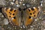 Nymphalinae, Gro�er ...  Kurt Greul 10.01.2010