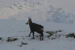 Eine Gams im Sernftal, ...  Andr� Breutel 11.01.2010