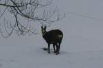 Eine Gams im Sernftal, ...  Andr� Breutel 11.01.2010