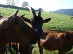 typisch Ziegen-immer neugierig,
im Schwarzwald ...  rainer ullrich 13.01.2010