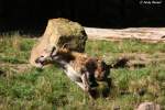 Hy�nen sind auch sehr schnell auf der Jagd. Hier ist ...