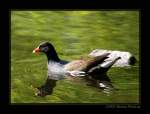 Teichralle oder Teichhuhn (Gallinula chloropus) - Fotografiert im Kaisergarten Oberhausen ...
