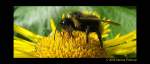 taillenwespen-bienen-und-grabwespen Hummel (Bombus) - Botanischer Garten Bochum