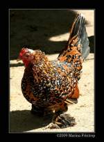 federfusiges-zwerghuhn Federf��iges Zwerghuhn (Henne) - Fotografiert im Kaisergarten Oberhausen