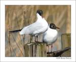 Lachm�we (Larus ridibundus) - Fotografiert in Kinderdijk, S�d-Holland  ...
