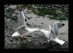 eigentliche-mowen-larus Silberm�wen (Larus argentatus) - Cornwall, England